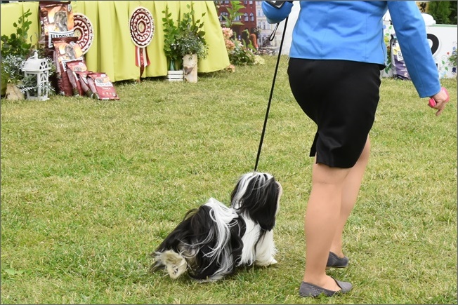 azurowa amhara