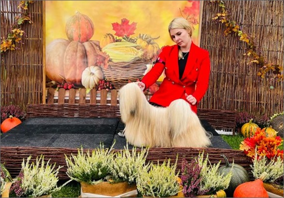 lhasa apso azurowa amhara