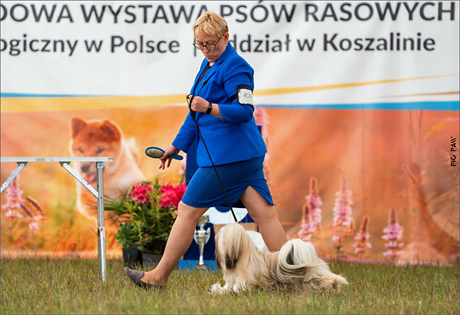 lhasa apso azurowa amhara