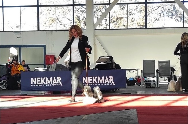 lhasa apso azurowa amhara