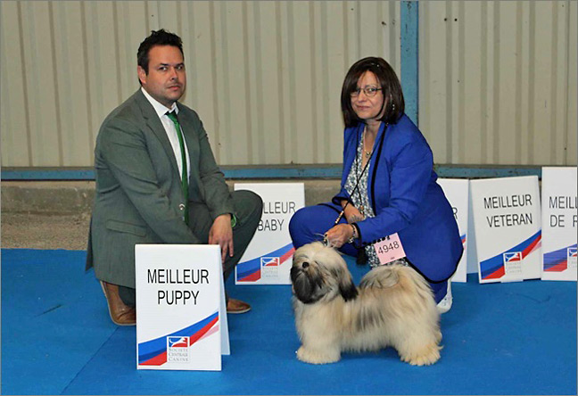 lhasa apso azurowa amhara