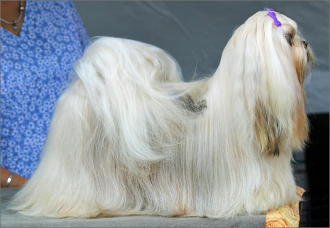 lhasa apso azurowa amhara