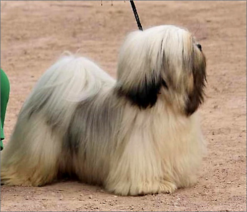 lhasa apso azurowa amhara