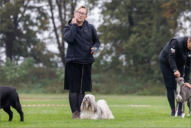 lhasa apso azurowa amhara