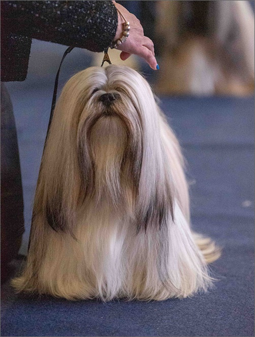 lhasa apso azurowa amhara