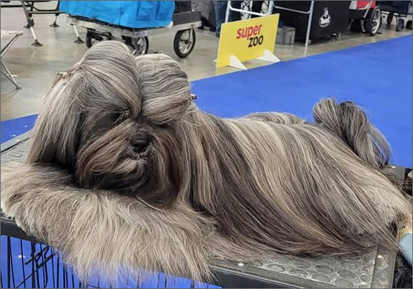 lhasa apso azurowa amhara