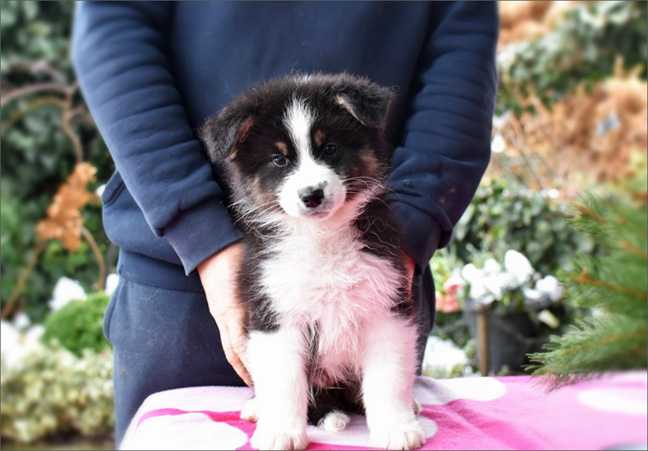 aussie puppies szczni�ta lhasa apso azurowa amhara