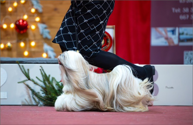 lhasa apso azurowa amhara