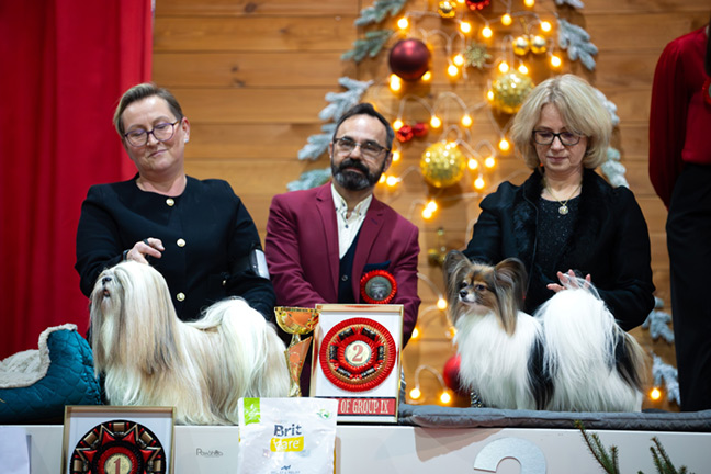 lhasa apso azurowa amhara