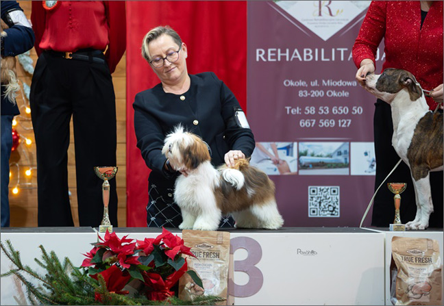lhasa apso azurowa amhara