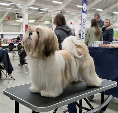 lhasa apso hodowla azurowa amhara