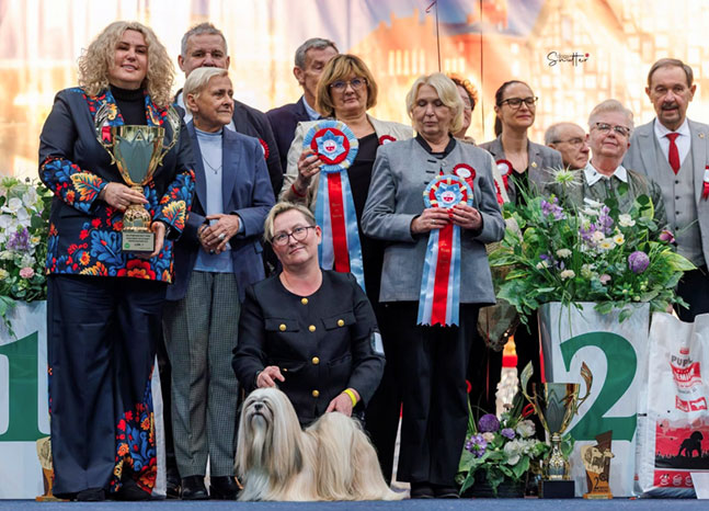 lhasa apso hodowla azurowa amhara