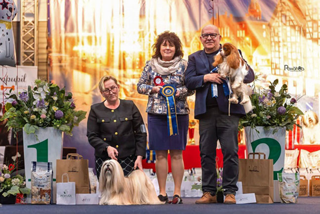 lhasa apso hodowla azurowa amhara