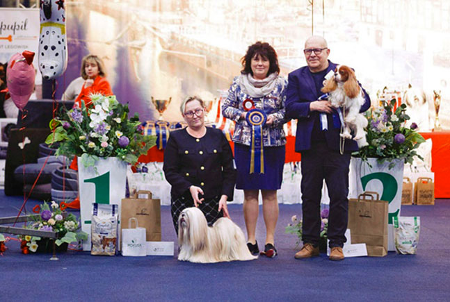 lhasa apso hodowla azurowa amhara