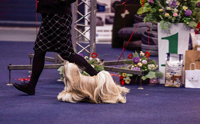 lhasa apso hodowla azurowa amhara