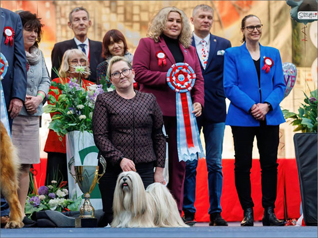 lhasa apso hodowla azurowa amhara