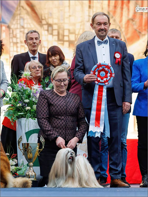 lhasa apso hodowla azurowa amhara
