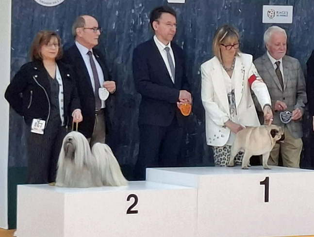lhasa apso hodowla azurowa amhara