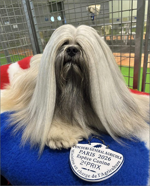lhasa apso hodowla azurowa amhara