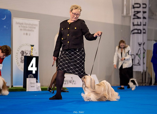 lhasa apso hodowla azurowa amhara