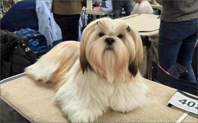 lhasa apso hodowla azurowa amhara