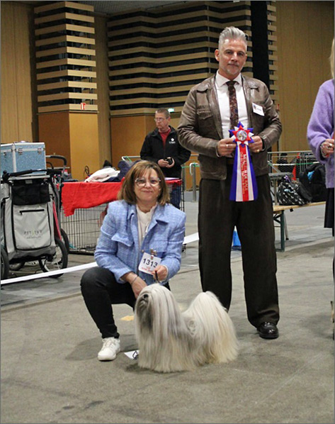 lhasa apso hodowla azurowa amhara