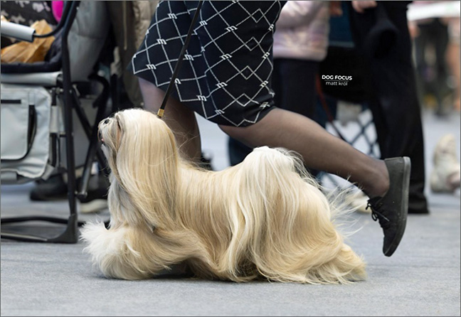 lhasa apso hodowla azurowa amhara
