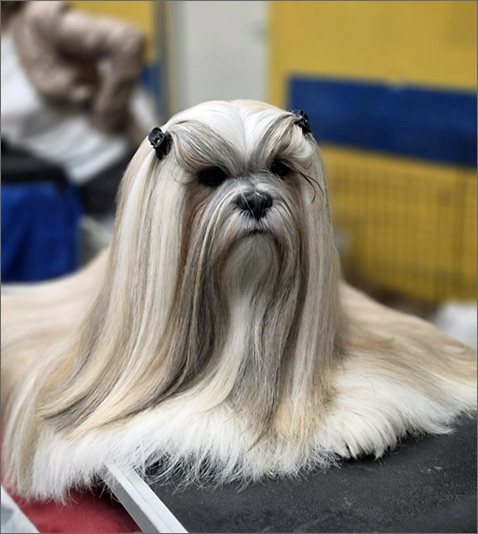 lhasa apso hodowla azurowa amhara