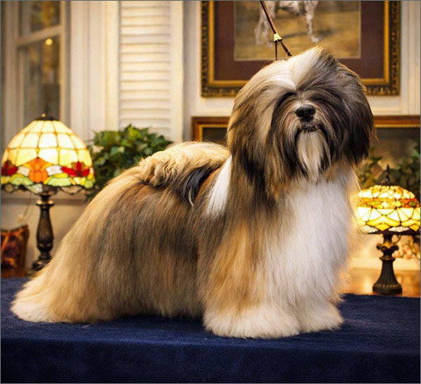 lhasa apso hodowla azurowa amhara