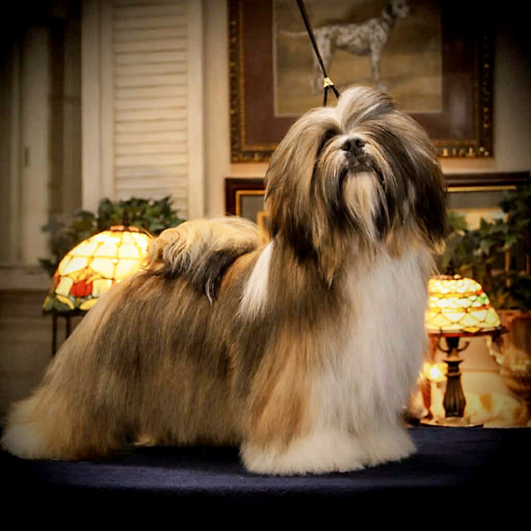 lhasa apso hodowla azurowa amhara