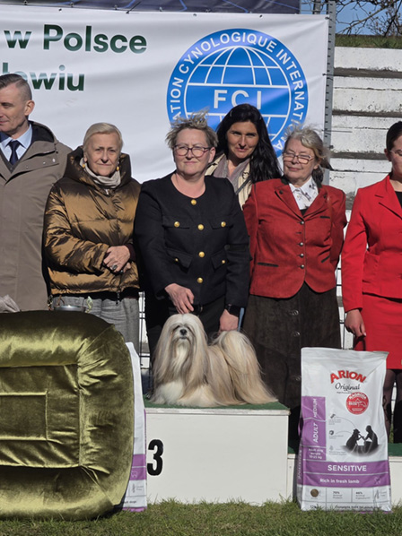 lhasa apso hodowla azurowa amhara