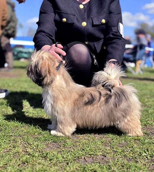 lhasa apso hodowla azurowa amhara