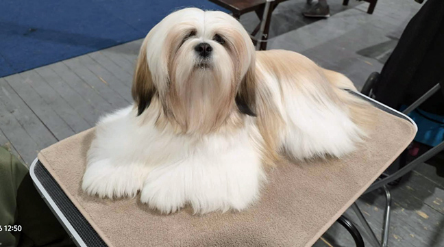 lhasa apso hodowla azurowa amhara