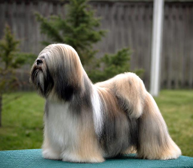 lhasa apso hodowla azurowa amhara