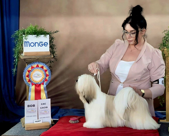 lhasa apso hodowla azurowa amhara