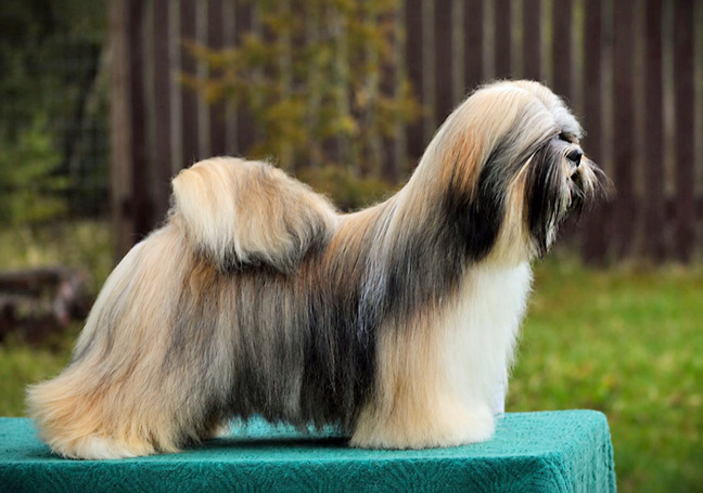 lhasa apso hodowla azurowa amhara