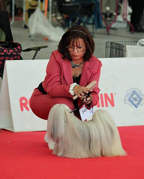 lhasa apso hodowla thor azurowa amhara