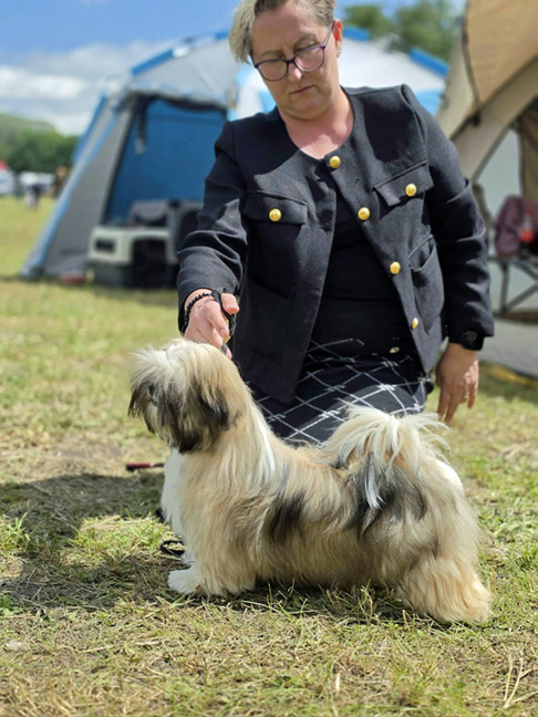 lhasa apso hodowla summer night azurowa amhara