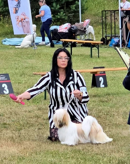 lhasa apso hodowla TIGEN azurowa amhara