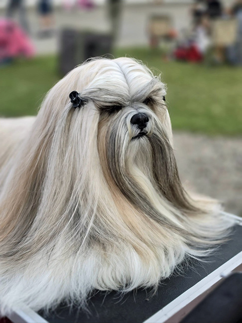 lhasa apso hodowla dark sunset azurowa amhara