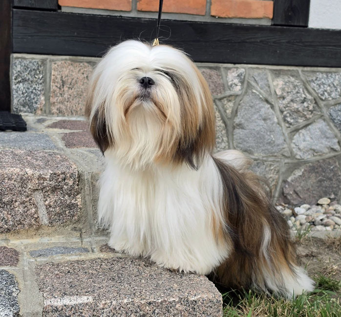 lhasa apso hodowla dark sunset azurowa amhara