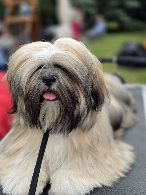 lhasa apso hodowla dark sunset azurowa amhara