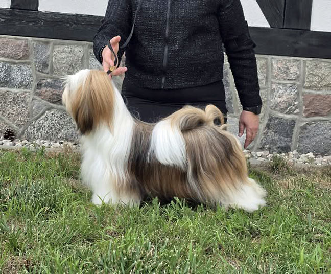 lhasa apso hodowla Chic Choix Tiny Jewels Rimini