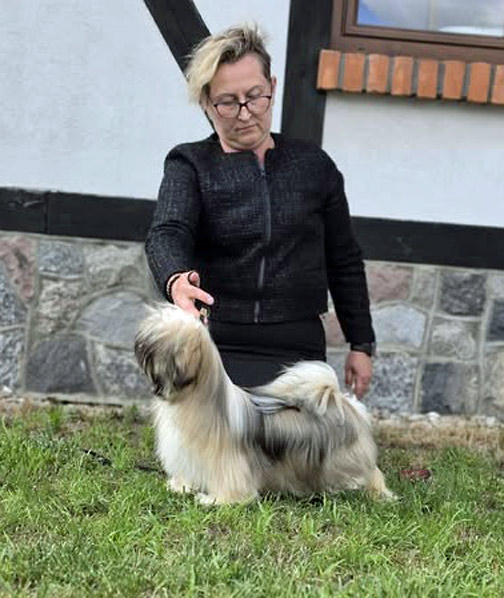 lhasa apso hodowla SUMMER NIGHT azurowa amhara