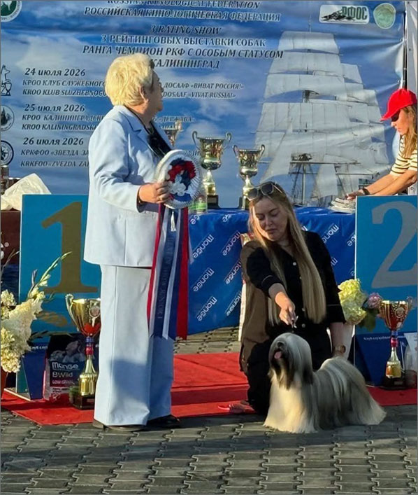 lhasa apso hodowla MAGIC JASEMIN Azurowa Amhara