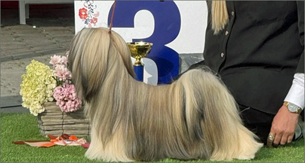 lhasa apso hodowla MAGIC JASEMIN Azurowa Amhara