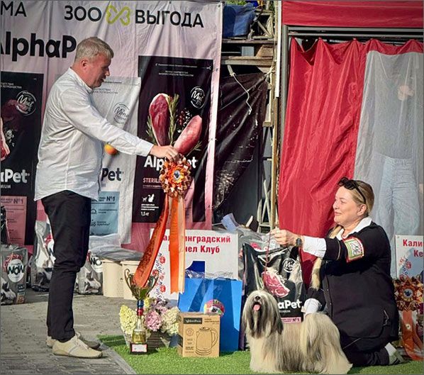 lhasa apso hodowla MAGIC JASEMIN Azurowa Amhara