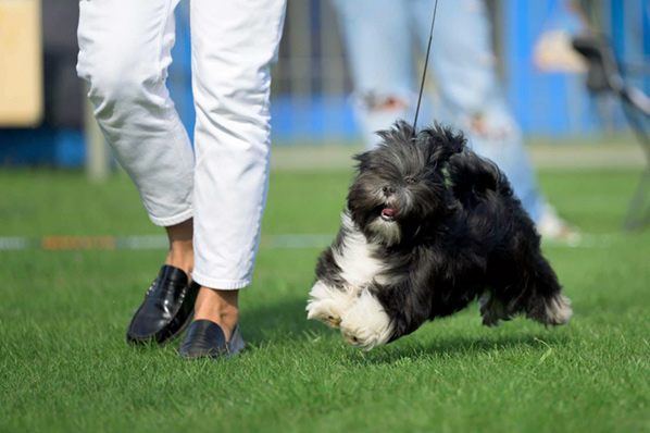 lhasa apso hodowla EKSTERN Azurowa Amhara