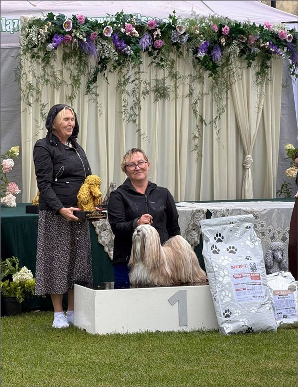 lhasa apso hodowla DARK SUNSET azurowa amhara