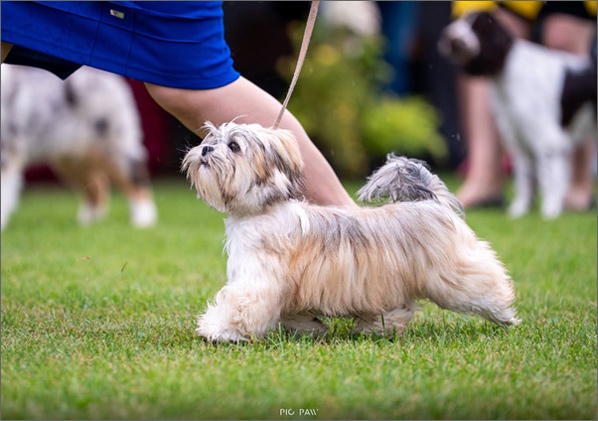 lhasa apso hodowla EUNIKA Azurowa Amhara